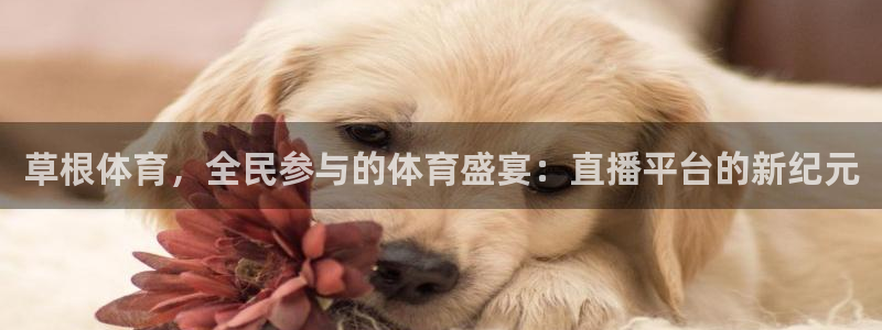 草根体育，全民参与的体育盛宴：直播平台的新纪元