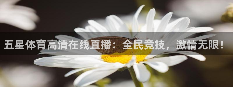五星体育高清在线直播：全民竞技，激情无限！