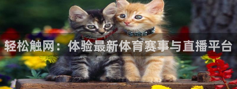 轻松触网：体验最新体育赛事与直播平台