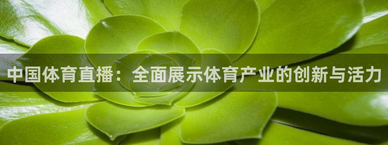 中国体育直播：全面展示体育产业的创新与活力