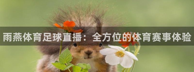 雨燕体育足球直播：全方位的体育赛事体验