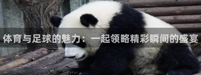 体育与足球的魅力：一起领略精彩瞬间的盛宴