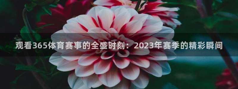 观看365体育赛事的全盛时刻：2023年赛季的精彩瞬间