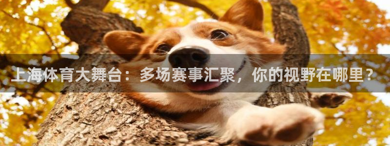 上海体育大舞台：多场赛事汇聚，你的视野在哪里？