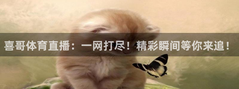 喜哥体育直播：一网打尽！精彩瞬间等你来追！